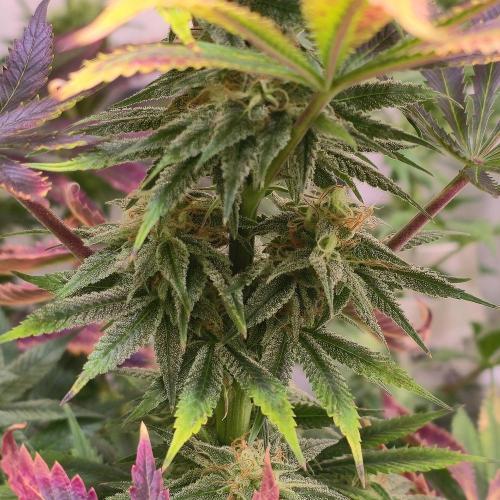 Banana Fumes. Week 12