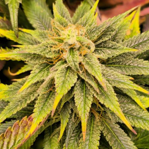 Banana Fumes. Week 12