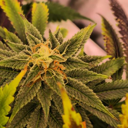 Banana Fumes. Week 12