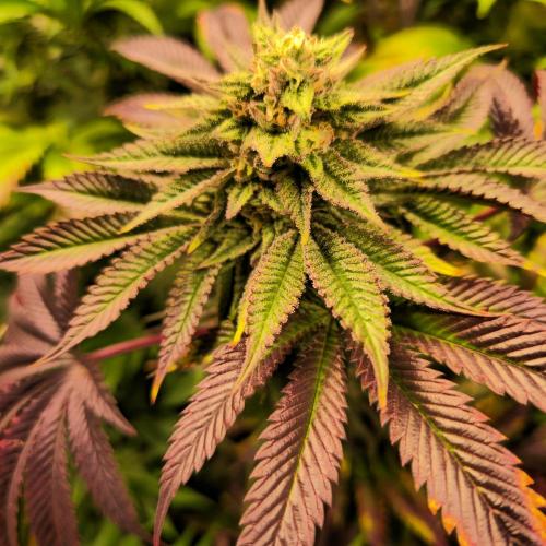 Citrus Slurp. Week 12