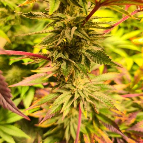 Citrus Slurp. Week 12