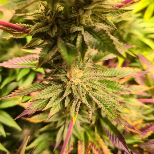 Citrus Slurp. Week 12