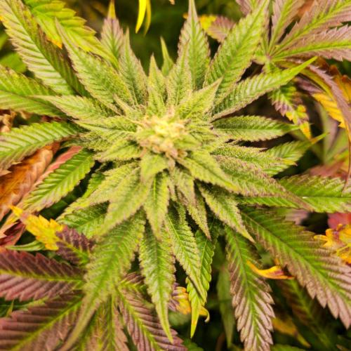 Citrus Slurp. Week 12