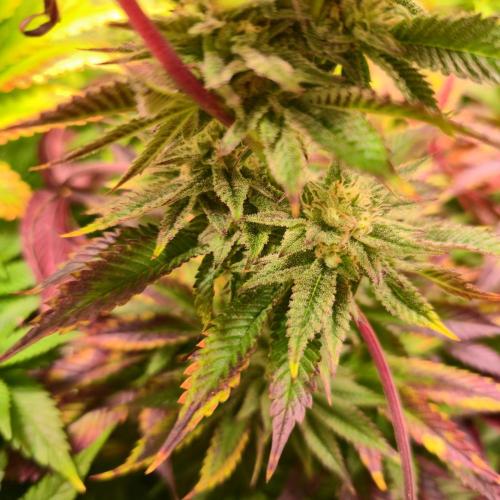 Citrus Slurp. Week 12