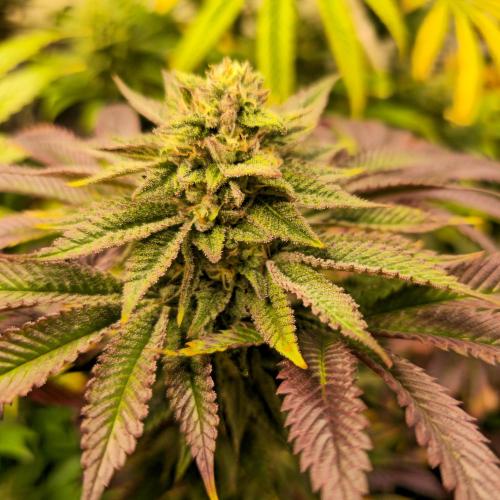 Citrus Slurp. Week 12