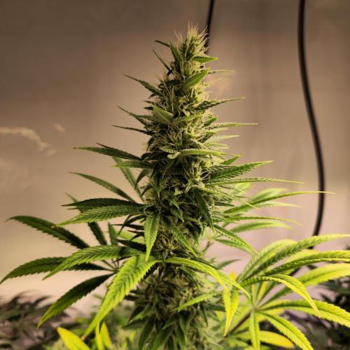 Forbidden Mochi. Week 12