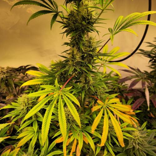 Forbidden Mochi. Week 12