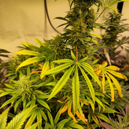 Forbidden Mochi. Week 12