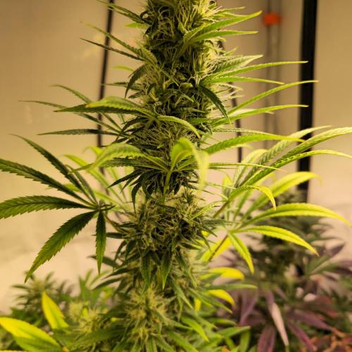 Forbidden Mochi. Week 12