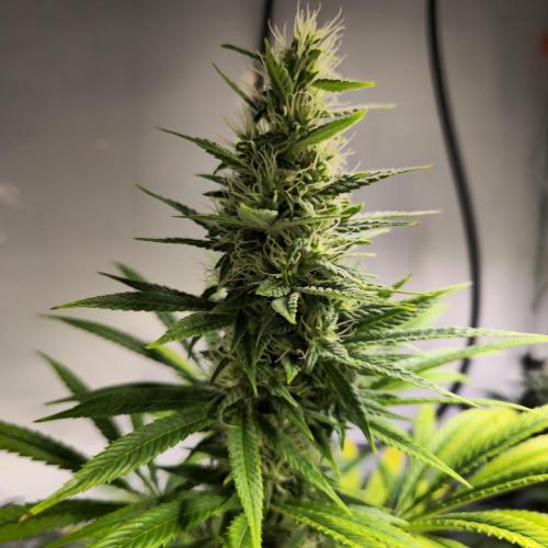 Forbidden Mochi. Week 12