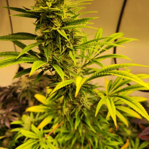 Forbidden Mochi. Week 12