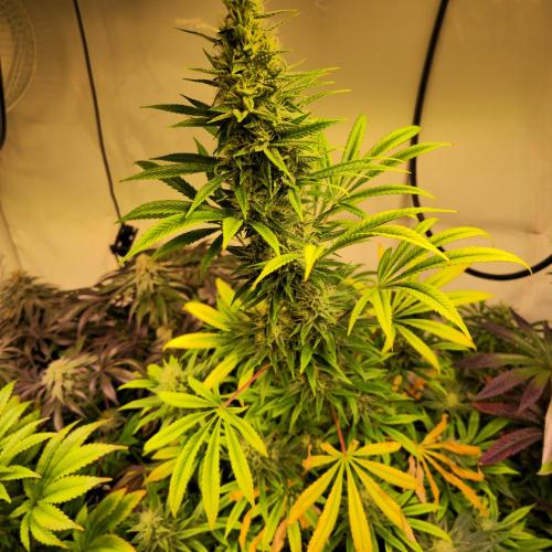 Forbidden Mochi. Week 12