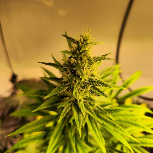 Forbidden Mochi. Week 12