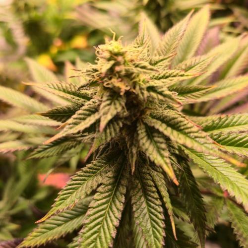 Frozen Cherry Runtz. Week 12