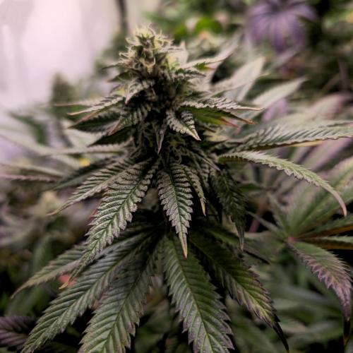 Frozen Cherry Runtz. Week 12