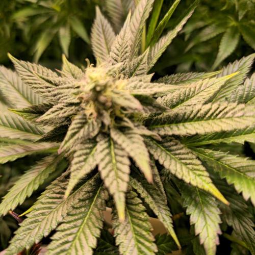 Frozen Cherry Runtz. Week 12