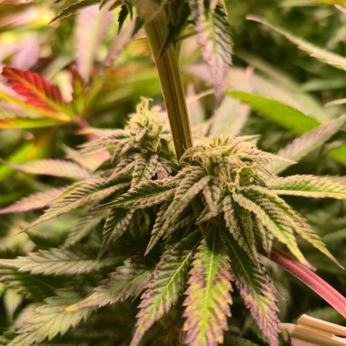 Frozen Cherry Runtz. Week 12