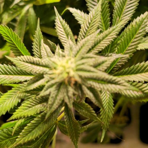 Frozen Cherry Runtz. Week 12