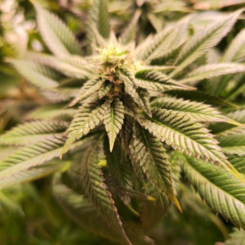 Frozen Cherry Runtz. Week 12