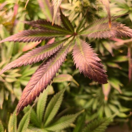 Frozen Cherry Runtz. Week 12