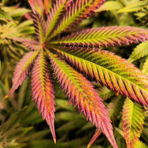 Frozen Cherry Runtz. Week 12