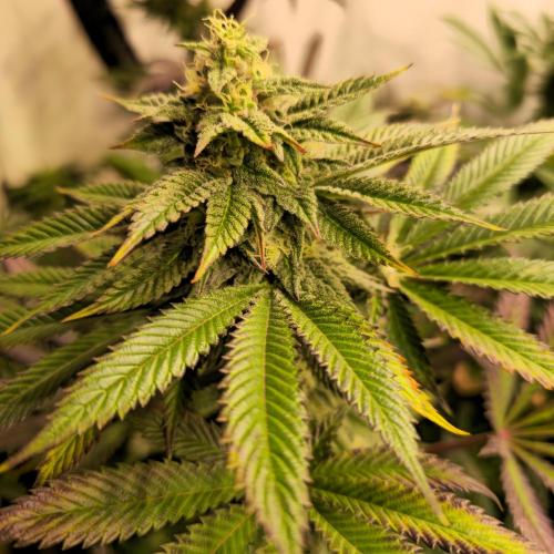 Frozen Cherry Runtz. Week 12