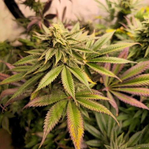 Frozen Cherry Runtz. Week 12