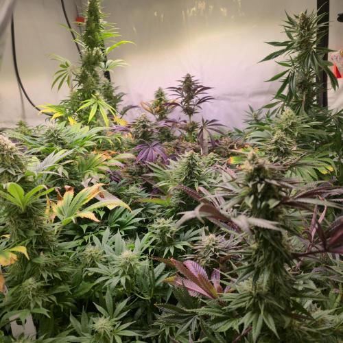 Purple Punch RQS. Week 12