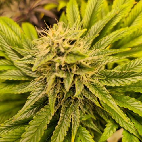 Purple Punch RQS. Week 12