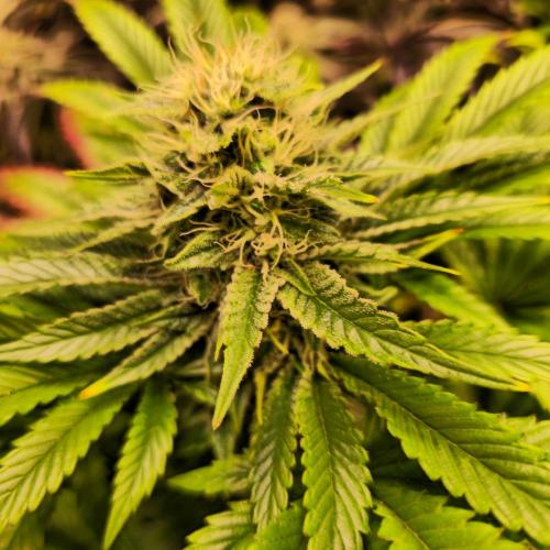 Purple Punch RQS. Week 12