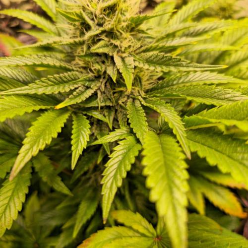 Purple Punch RQS. Week 12