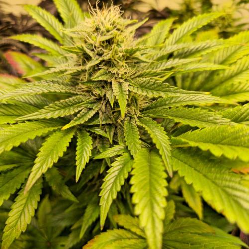 Purple Punch RQS. Week 12