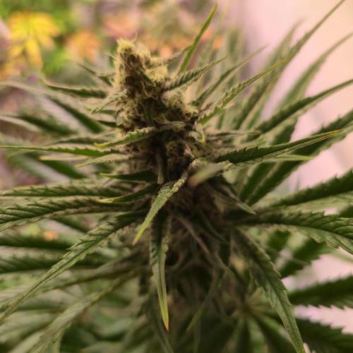 Pink Gelato. Week 12