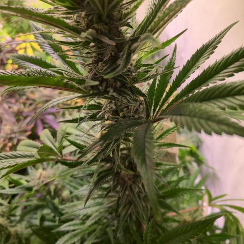 Pink Gelato. Week 12