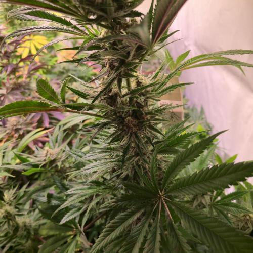 Pink Gelato. Week 12