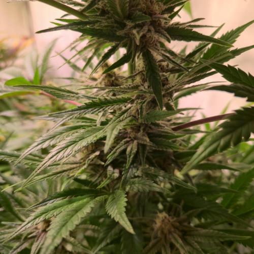 Pink Gelato. Week 12