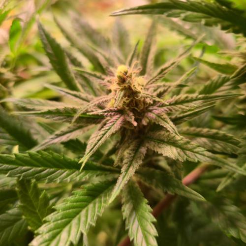 Pink Gelato. Week 12