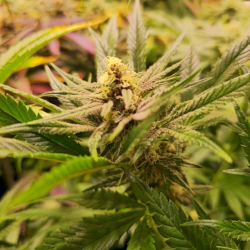 Pink Gelato. Week 12