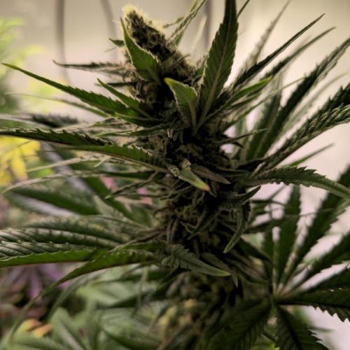 Pink Gelato. Week 12