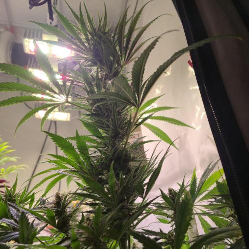 Pink Gelato. Week 12