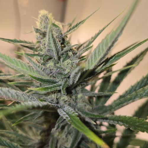 Pink Gelato. Week 12