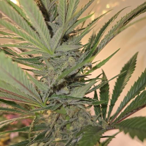 Pink Gelato. Week 12