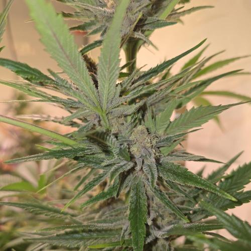 Pink Gelato. Week 12