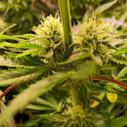 Pink Gorilla RQS. Week 12