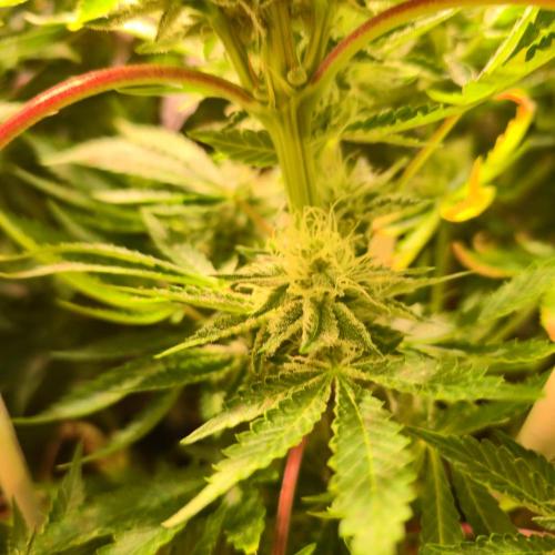 Pink Gorilla RQS. Week 12