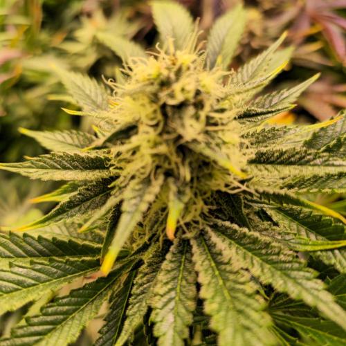 Pink Gorilla RQS. Week 12