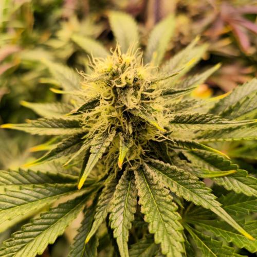 Pink Gorilla RQS. Week 12