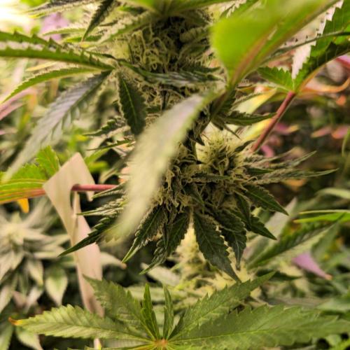 Pink Gorilla RQS. Week 12