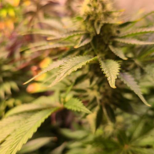 Pink Gorilla RQS. Week 12