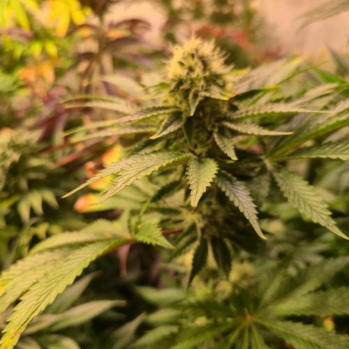 Pink Gorilla RQS. Week 12